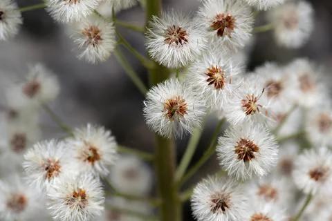 Close up view of a brunch with white fluffy flowers. Nature background. 스톡 사진