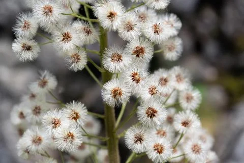 Close up view of a brunch with white fluffy flowers. Nature background. Stock-Fotos