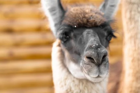 Close-up view of a brute llama Stock Photos