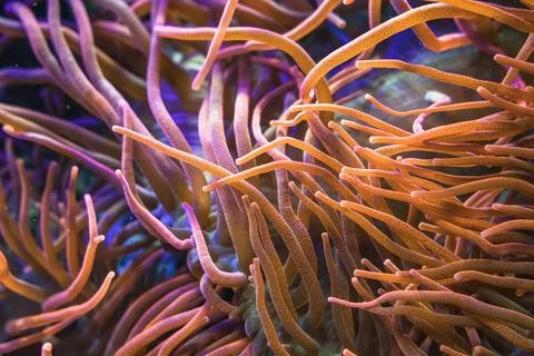 Close up view of Bubble-tip(Entacmaea quadricolor) anemone Stock Photos