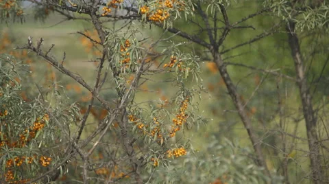 Close up view of buckthorn in bloom Stock Footage 67170428