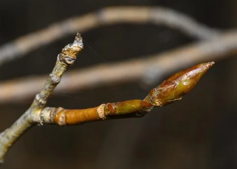 Close up view of a bud on a tree branch with the web in autumn Stock Photos