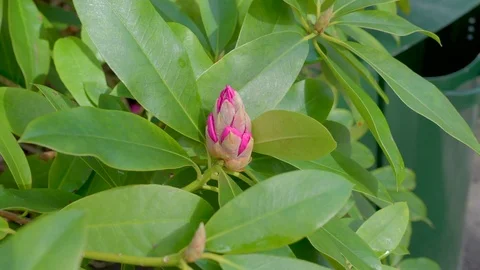Close up view of the budding flower in the garden Stock Footage 79794514