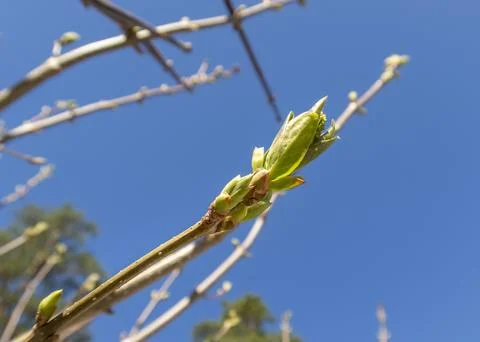 A close-up view of the budding leaves of a tree in spring against the sky Stock Photos