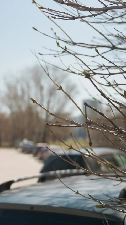 Close View of Budding Tree Branches in Urban Parking Lot with Modern Buildings Stock Footage 310335705
