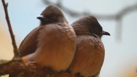 Close view of a Bulbul Bird  Stock Footage 263899525