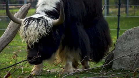 Close view of bull Yak Stock Footage 272735134
