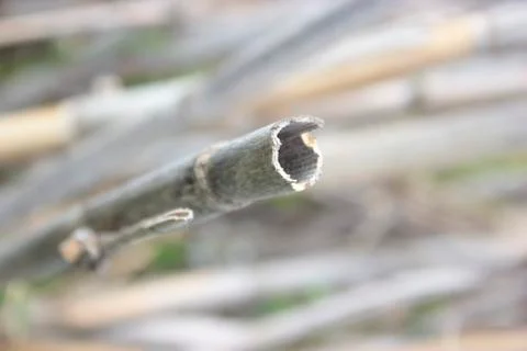 Close up view of a bulrush Stock Photos