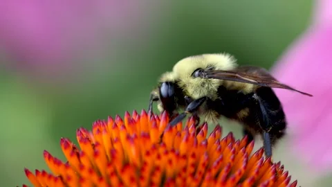 Close up view of Bumble bee collecting pollen on a Zinnia flower Stockbeeldmateriaal 246727712