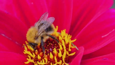 Close up view of a bumble bee collecting nectar Stock Footage 261256552
