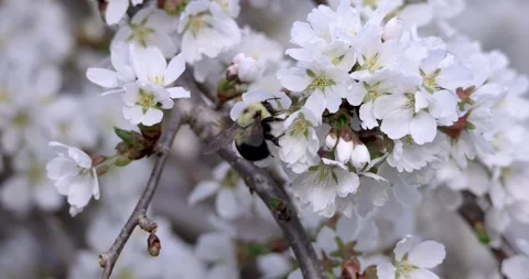 Close up view of bumble bee collecting pollen from apple blossom during spr.. Video stock 271169679