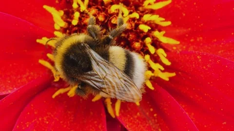Close view of a bumble bee Stock Footage 261250176