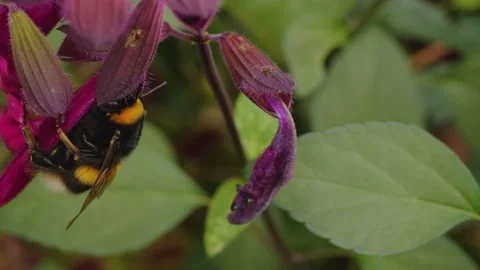 Close view of a bumble bee Stock Footage 261250369