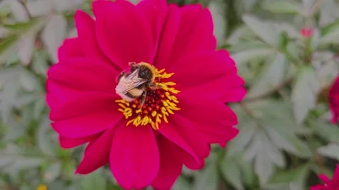 Close up view of a bumble bee  Stock Footage 261405862