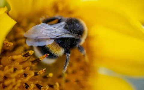 A close-up view of a bumblebee from behind, with folded wings, collecting pol Stock Photos