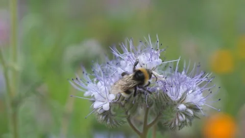 A close up view of a bumblebee on a flower. Stock Footage 160192720