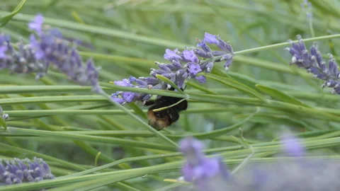 A close up view of a bumblebee on a plant stalk. Stock Footage 137213262