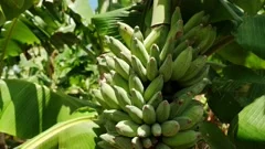 Green banana. Bunch of fresh green bananas on banana farm tree , #AFF, # Bunch, #fresh, #Green, #banana, #farm #ad