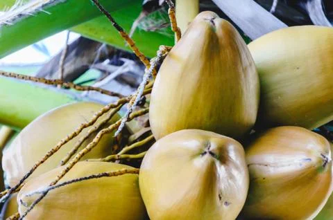 Close view of bunch of mature coconuts Stock Photos