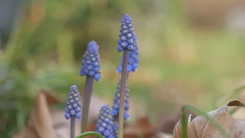 A close-up view of a bunch of purple flowers in spring. Stock Footage 104004152