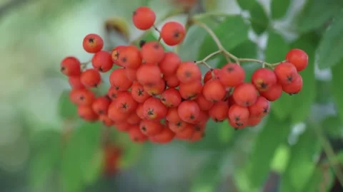 Close-up view of a bunch of ripe berries of rowan berries tree or ash berry in a Stock Footage 159633603