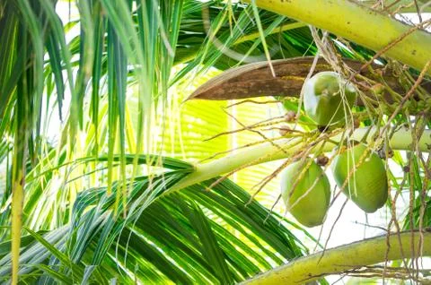 Close view of bunch of young coconuts Stock Photos