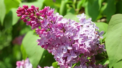 Close up view at bunchy lilac in spring Stock Footage 54486992