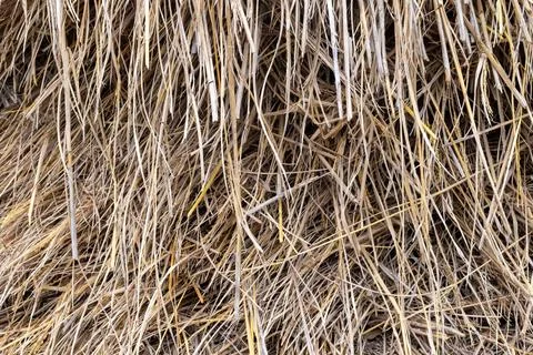 A close-up view of a bundle of dry, golden straw Stock-Fotos