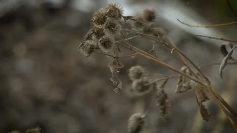 Close up view of burdock growing on the wind infront of the wood. Stock Footage 133347745