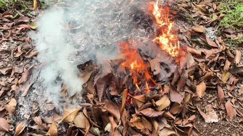 Close Up View of Burning Pile of Dry Autumn Leaves with Bright Orange Flames Stock Footage 346009020