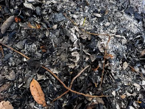 Close up view of burnt forest debris and ash on the ground. Stock Photos