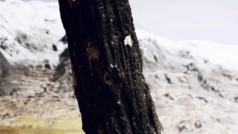 Close view of burnt tree trunk in mountainous landscape during daytime Stock Footage 340230870