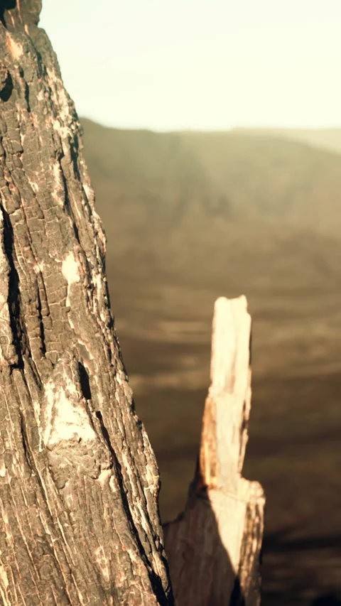 Close view of a burnt tree trunk in a dry landscape at sunset Stock Footage 346758573