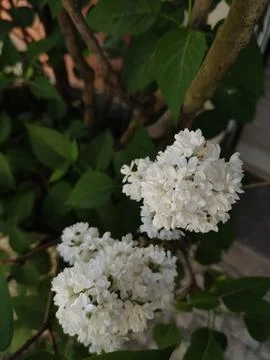 A close-up view of a bush covered in white flowers lilac and green leaves Stock Photos