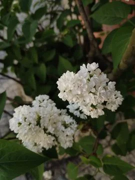 A close-up view of a bush covered in white flowers lilac and green leaves Stock Photos