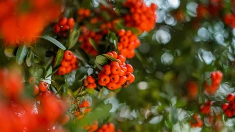 Up Close View of Bush Full of Pointleaf Manzanitas Stock Photos