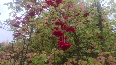 Close View Of Bush With Red Berries And Autumn Foliage Stock Footage 348074996