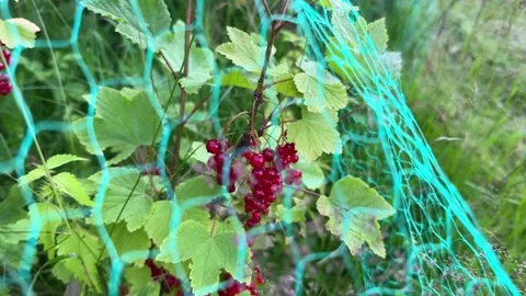Close-up view of a bush with ripe red currant covered with bird netting Stock Footage 279577555