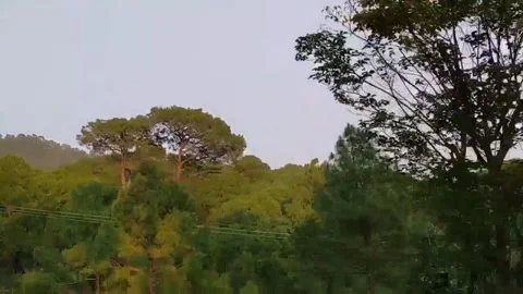 Close up view of bushes and tree on the road in the hills. Stock Footage 141808069