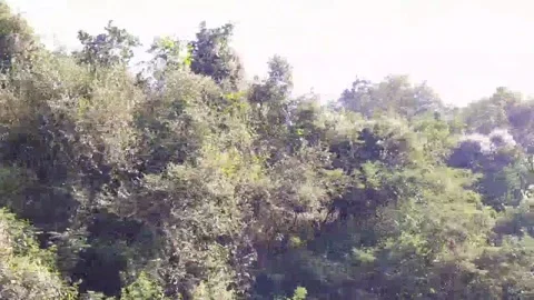 Close up view of bushes and tree on the road in the hills. Video stock 141808155