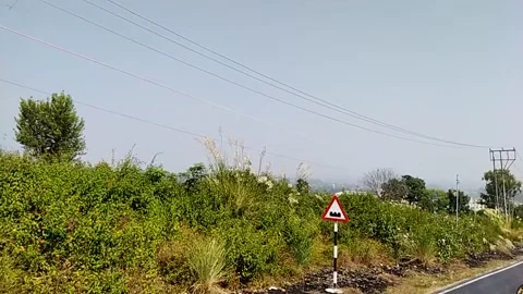 Close up view of bushes . Stock Footage 144912215