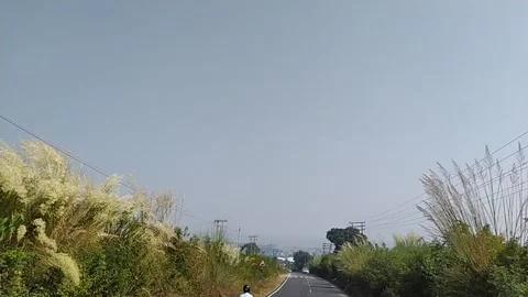 Close up view of bushes . Stock Footage 144912220