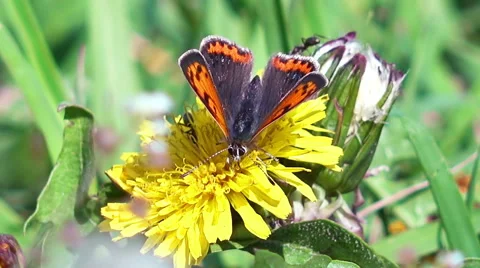 Close-up View of Butterfly Collecting Nectar from Flower. Full HD Stock Footage 50145276