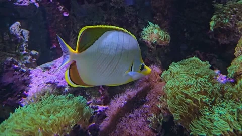 Close view of a butterfly fish Stock Footage 274441739