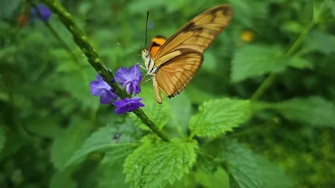 Close up view of a  butterfly flying in slow motion Stock Footage 256464886