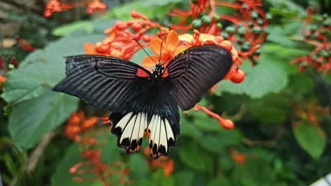 Close up view of a  butterfly flying in slow motion Stock Footage 256465062