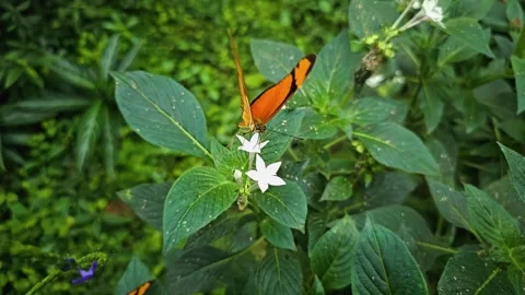 Close up view of a  butterfly flying in slow motion Stock Footage 256465173