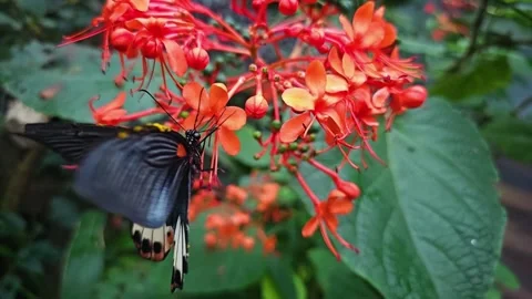 Close up view of a  butterfly flying in slow motion Stock Footage 256465270