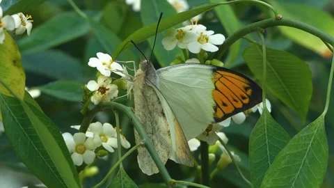 Close view of a butterfly Stock Footage 270470933
