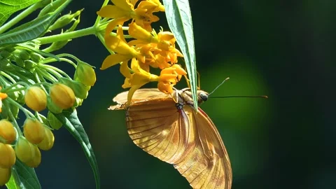 Close view of a butterfly Stock Footage 270472223